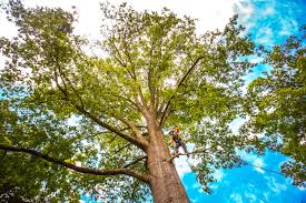 Best Arborist Consultation Services  in Mitchellville, IA
