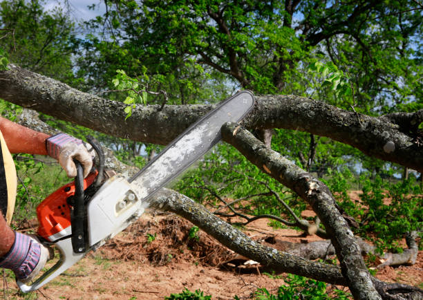 Best Tree Cabling and Bracing  in Mitchellville, IA